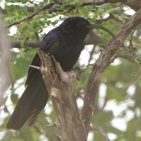 Czarnodudek większy - Rhinopomastus cyanomelas - Common Scimitarbill