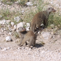 Mangusta pręgowana.