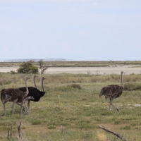 Struś czerwonoskóry - Struthio camelus - Common Ostrich