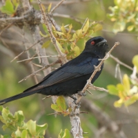 Dziwogon żałobny - Dicrurus adsimilis - Fork-tailed Drongo