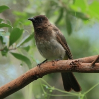 Bilbil okopcony - Pycnonotus tricolor - Dark-capped Bulbul