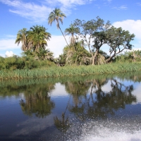 Okawango.