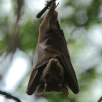 Owocożerny nIetoperz.