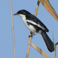 Dzierzyk dwubarwny - Laniarius bicolor - Swamp Boubou