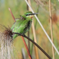Żołna modrolica - Merops persicus - Blue-cheeked Bee-eater
