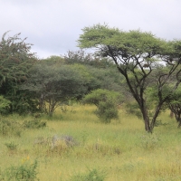 Busz w pobliżu rzeki Okawango.