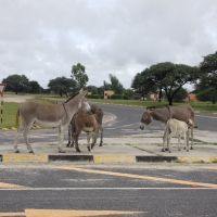 Droga przez Botswanę.