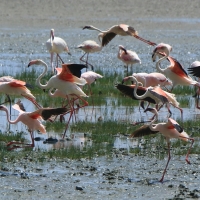Flaming mały - Phoeniconaias minor - Lesser Flamingo