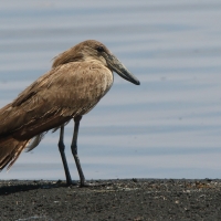 Waruga - Scopus umbretta - Hamerkop
