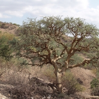 Północna Tanzania.