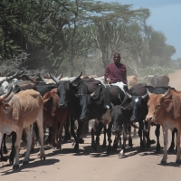 Najpopularniejsze zwierzę hodowlane.