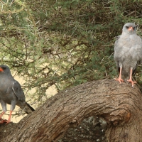 Jastrzębiak ciemny - Melierax metabates - Dark Chanting Goshawk