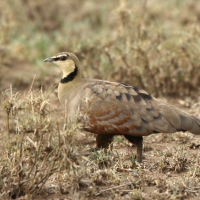 Stepówka brunatnobrzucha - Pterocles exustus - Chestnut-bellied Sandgrouse