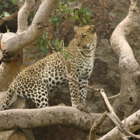 Lampart obserwujący okolicę z wysokiego drzewa.