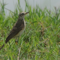 Świergotek długodzioby - Corydalla similis - Long-billed Pipit
