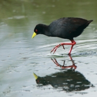 Kureczka czarna - Zapornia flavirostra - Black Crake
