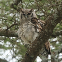 Puchacz mleczny - Bubo lacteus - Verreaux's Eagle Owl