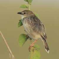 Chwastówka bladogłowa - Cisticola brunnescens - Pectoral-patch Cisticola