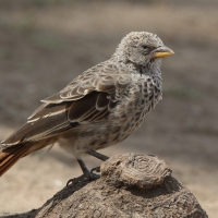 Tymal maskowy - Turdoides sharpei - Sharpe's Babbler