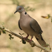 Synogarlica okularowa - Streptopelia decipiens - African Mourning Dove