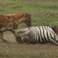 Hiena przy padlinie zebry.