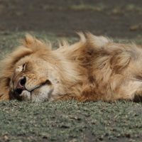 Najczęwstszy widok lwa.