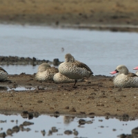 Cyraneczka płowa - Anas capensis - Cape Teal