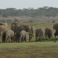 Słonie w Serengeti.