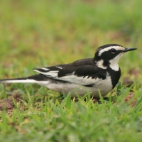 Pliszka srokata - Motacilla aguimp - African Wagtail
