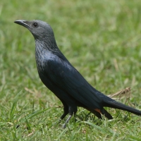 Czarnotek rudoskrzydły - Onychognathus morio - Red-winged Starling