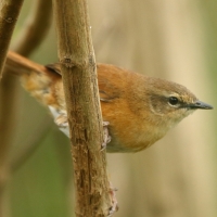 Krótkolotka cynamonowa - Bradypterus cinnamomeus - Cinnamon Bracken Warbler