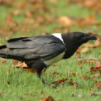 Kruk wielkodzioby - Corvus albicollis - White-necked Raven