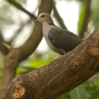 Synogarlica popielata - Streptopelia capicola - Ring-necked Dove