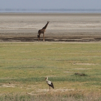 Żyrafa w P.N. Tarangire.