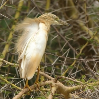 Czapla modronosa - Ardeola ralloides - Squacco Heron