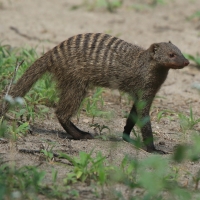 Mangusta pręgowana.
