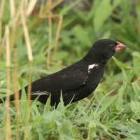 Bawolik czerwonodzioby - Bubalornis niger - Red-billed Buffalo Weaver