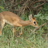 Dikdik.