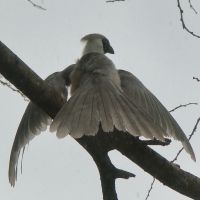 Hałaśnik maskowy - Corythaixoides personatus - Bare-faced Go-away-bird