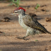 Dzięciolik złotosterny - Geocolaptes abingoni - Golden-tailed Woodpecker