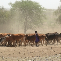 Stada pilowane są często przez młodych chłopców.