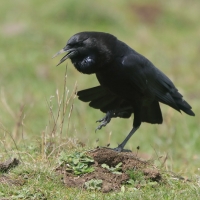 Wrona przylądkowa - Corvus capensis - Cape Crow