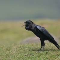 Wrona przylądkowa - Corvus capensis - Cape Crow