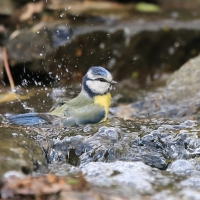 Modraszka - Cyanistes caeruleus - Blue Tit