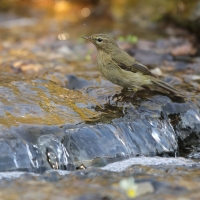 Pierwiosnek - Phylloscopus collybita - Common Chiffchaff