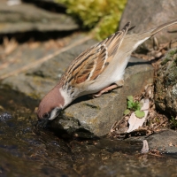 Mazurek - Passer montanus - Eurasian Tree Sparrowh