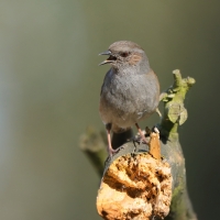 Pokrzywnica - Prunella modularis - Hedge Accentor