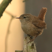 Strzyżyk - Troglodytes troglodytes - Eurasian Wren
