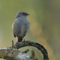 Pokrzywnica - Prunella modularis - Hedge Accentor