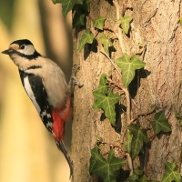 Dzięcioł duży - Dendrocopos major - Great Spotted Woodpecker